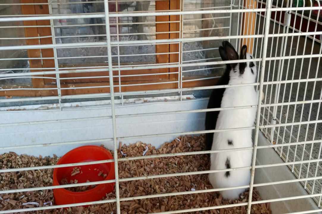Kakariki Pet Shop in Limassol