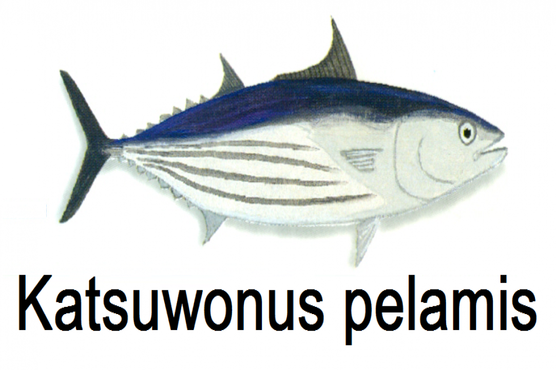 Angling for Alalunga - Albacore Tuna in Cyprus