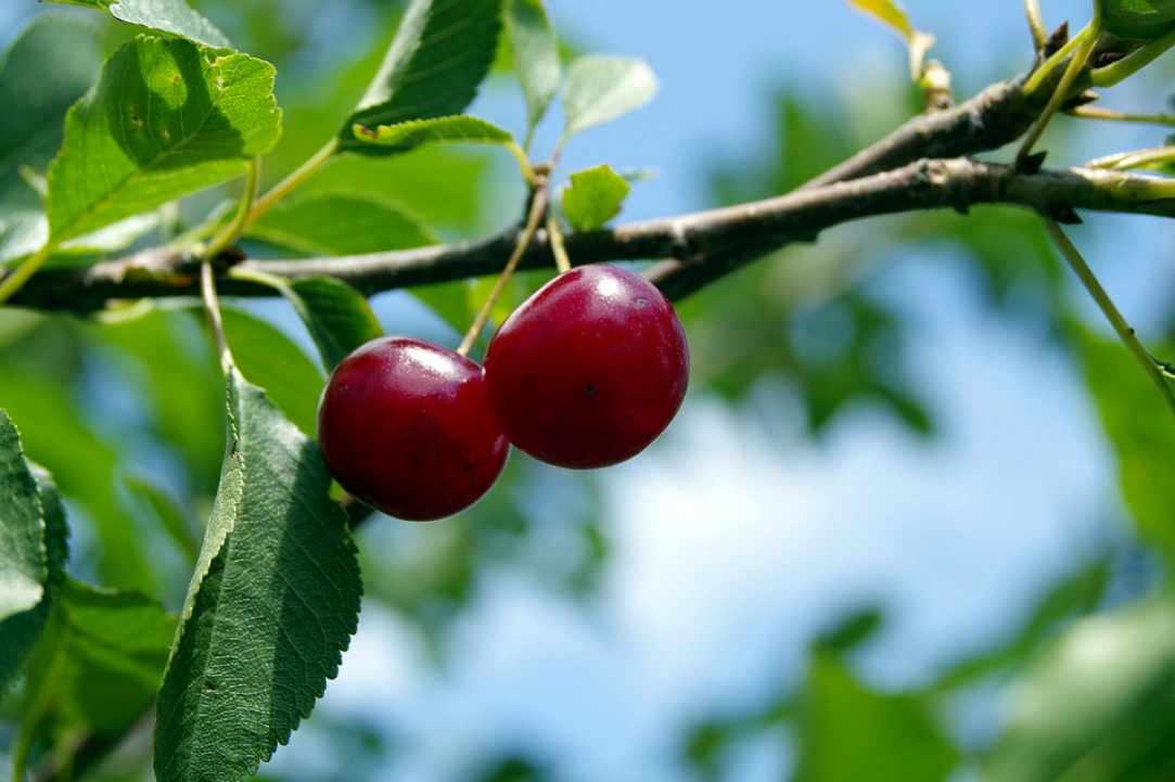 39th Cherry Fest!