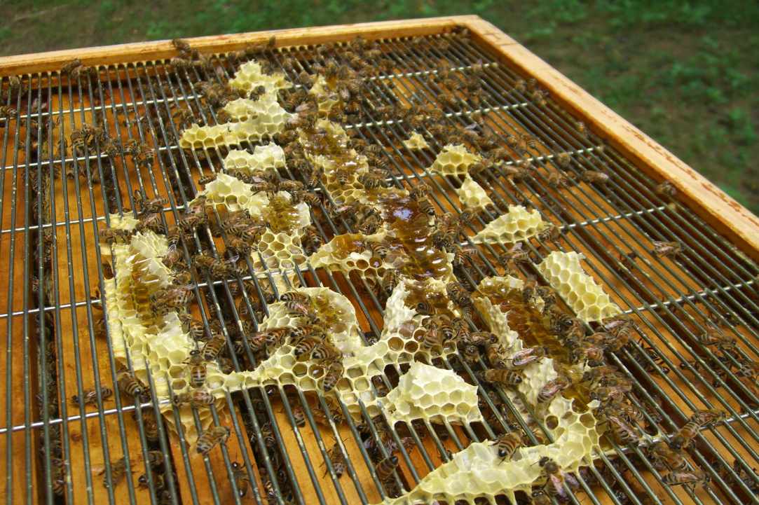 Propolis