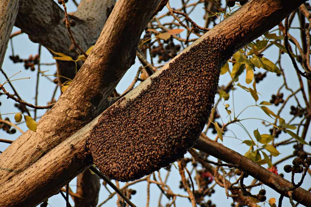 Propolis