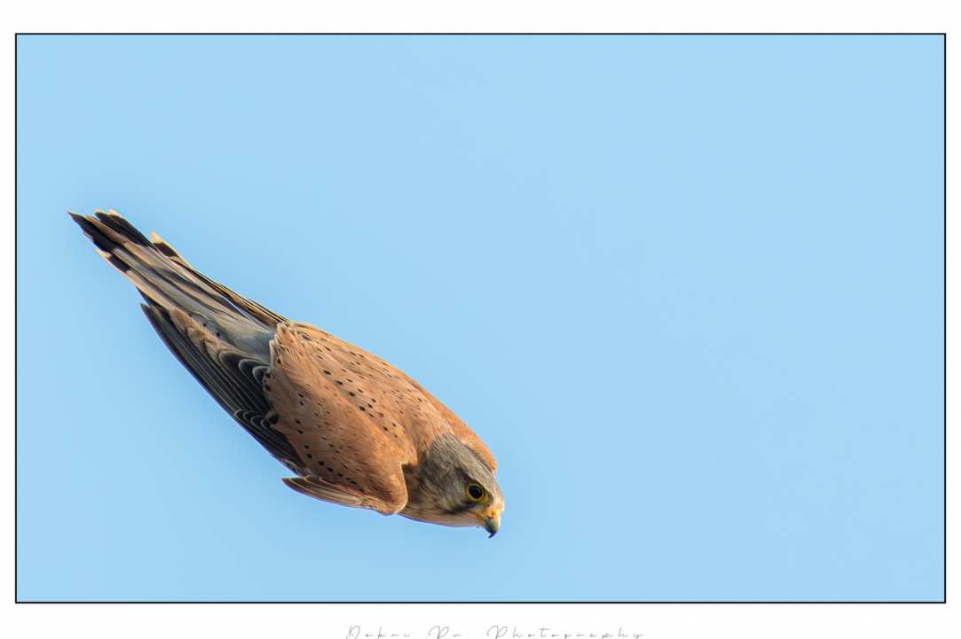 Birdwatching or Birding in Cyprus
