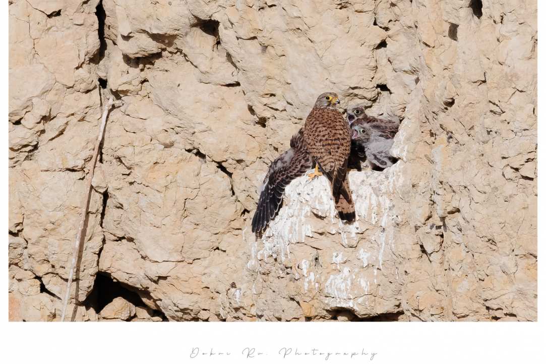 Birdwatching or Birding in Cyprus