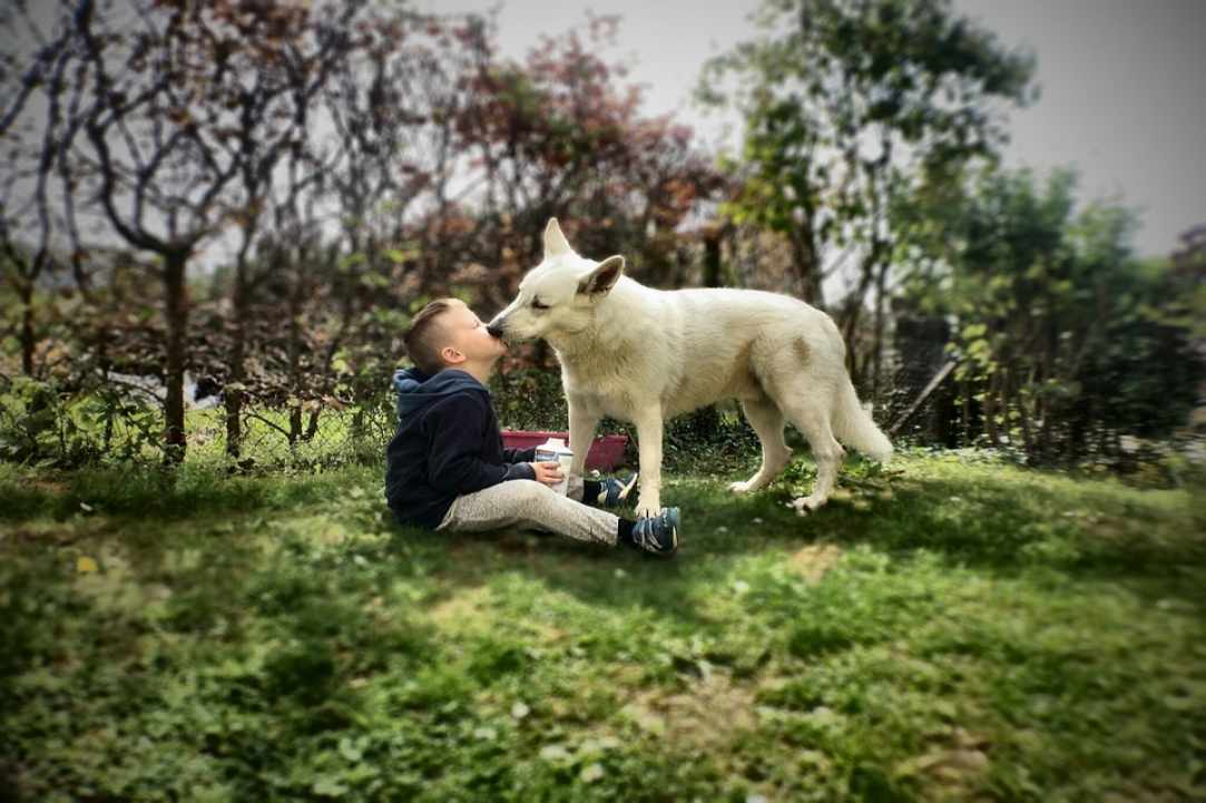 Animal welfare in Cyprus