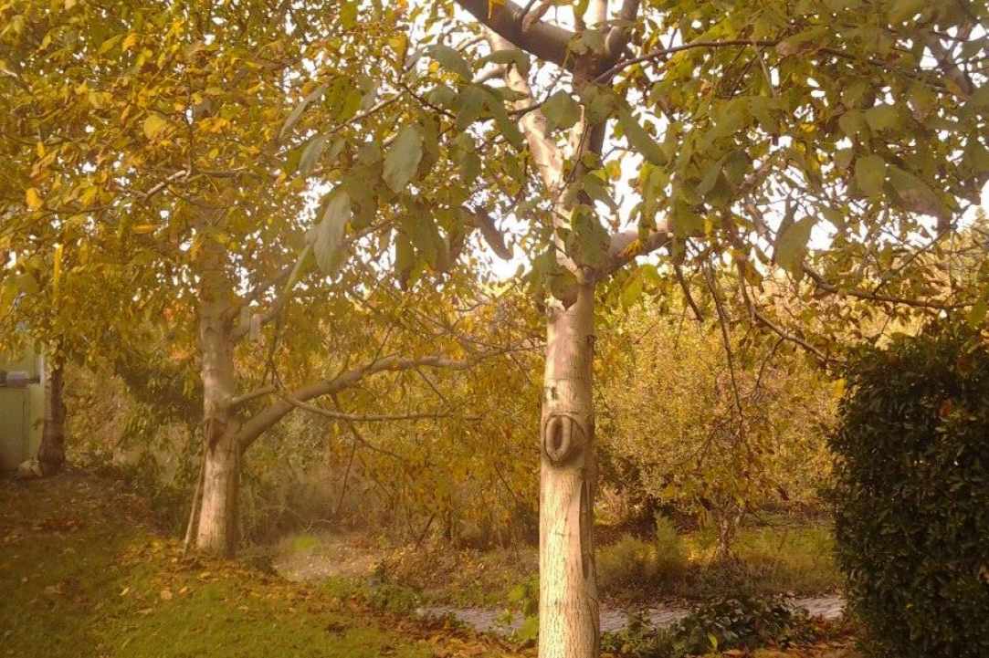 Το Κοινοτικό Πάρκο της Κυπερούντας 