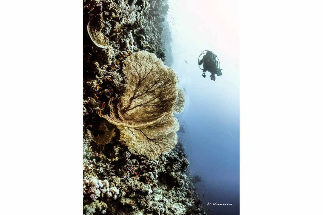 PADI Women's Dive Day 2017