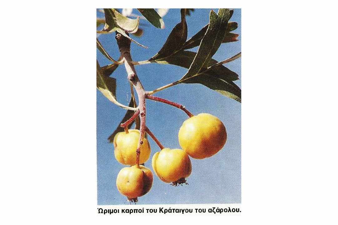 Τα Φυτά της περιοχής των Λευκάρων