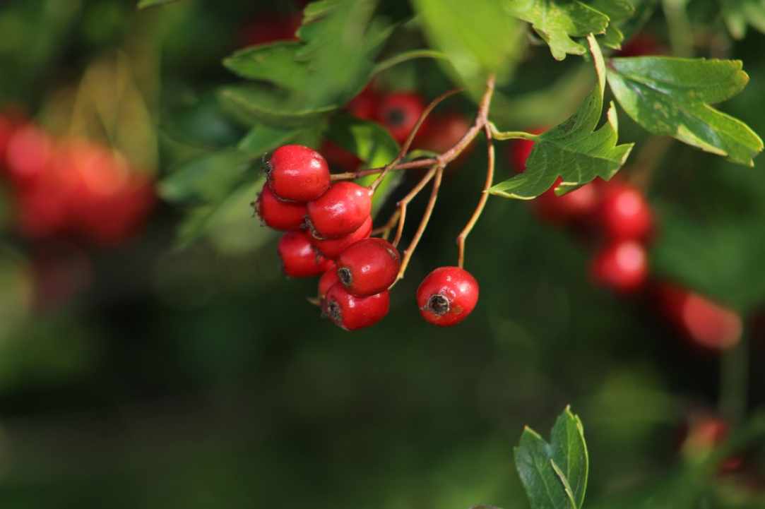 Meet the Hawthorn