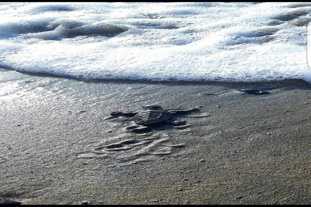 Caretta Caretta turtle 