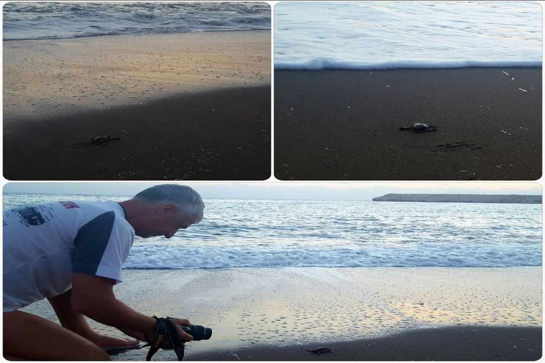Caretta Caretta turtle 
