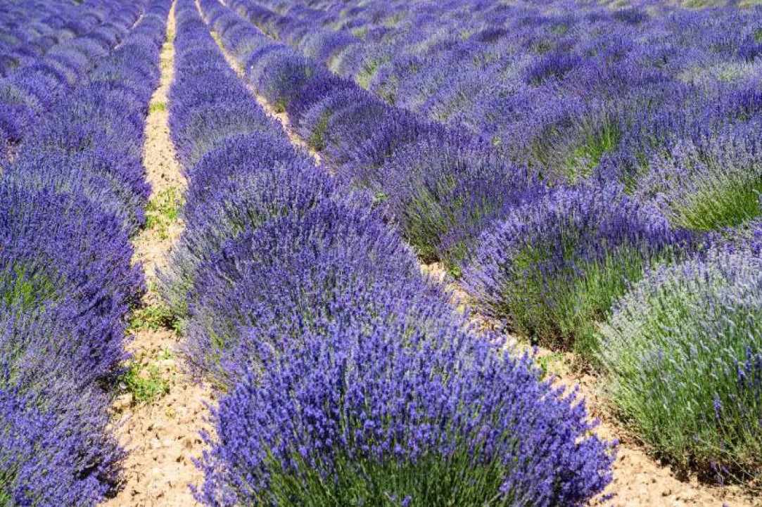 Herbs and Spices of Cyprus - more than 600 different types exist in Cyprus