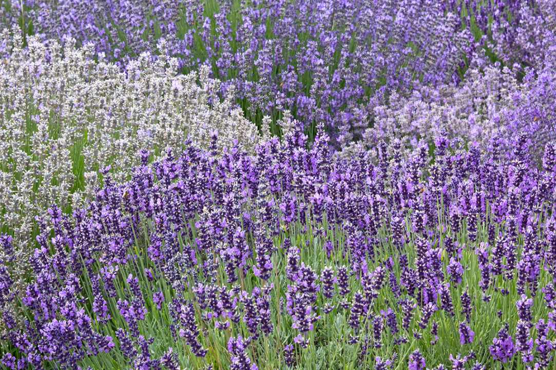 Herbs and Spices of Cyprus - more than 600 different types exist in Cyprus