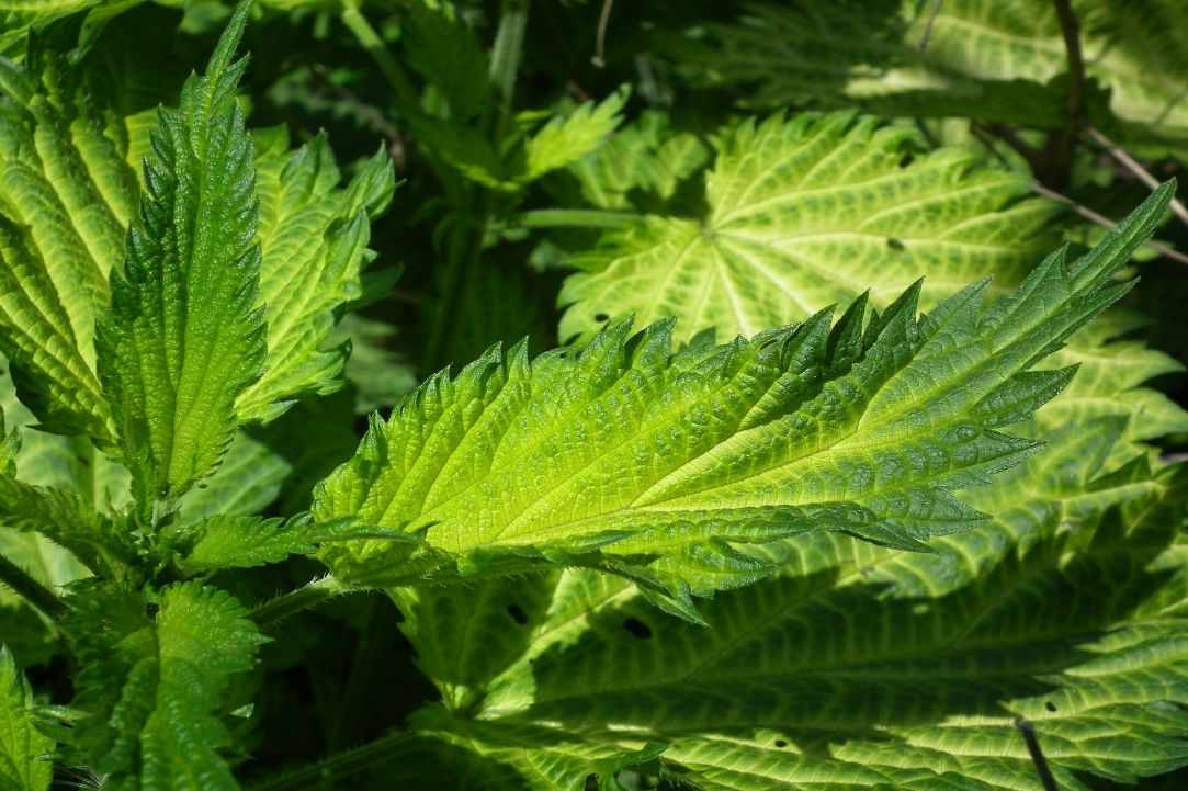 Stinging Nettle Herb Benefits. Learning about herbs.