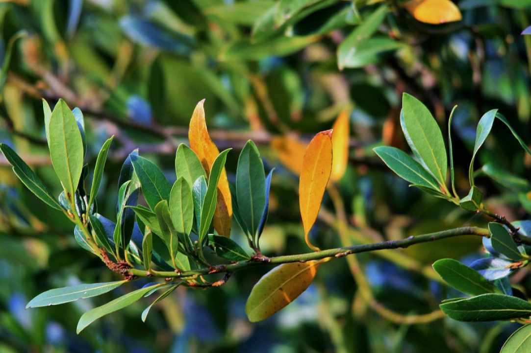 Herbs and Spices of Cyprus - more than 600 different types exist in Cyprus