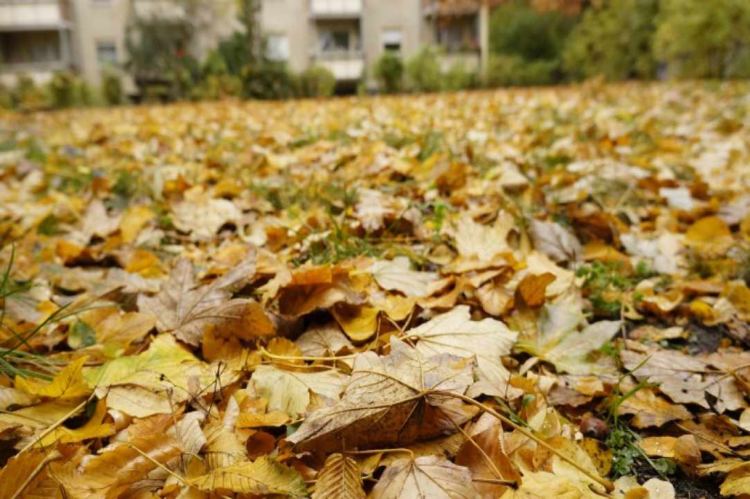 A new project in Cyprus will process woody biomass waste to create biofuel - A catalytic method that will preserve our living world gallery image 2