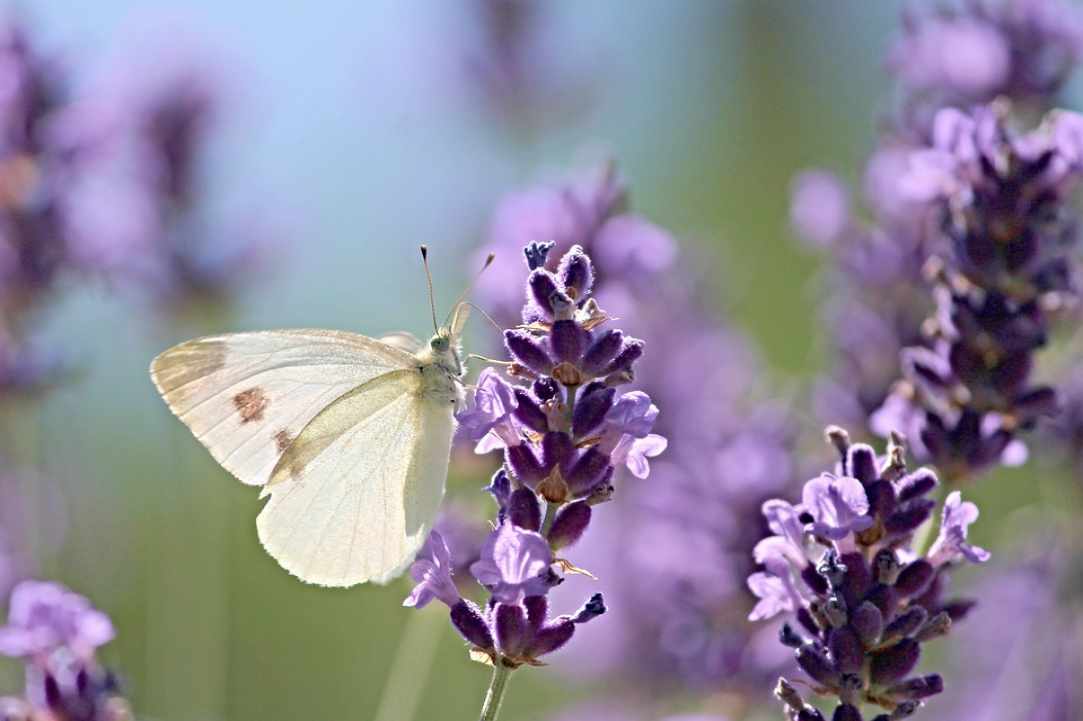 Βοτανικό Πάρκο και Λαβύρινθος Cyherbia