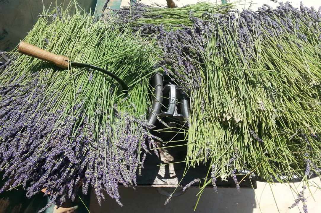 Lavender Festival