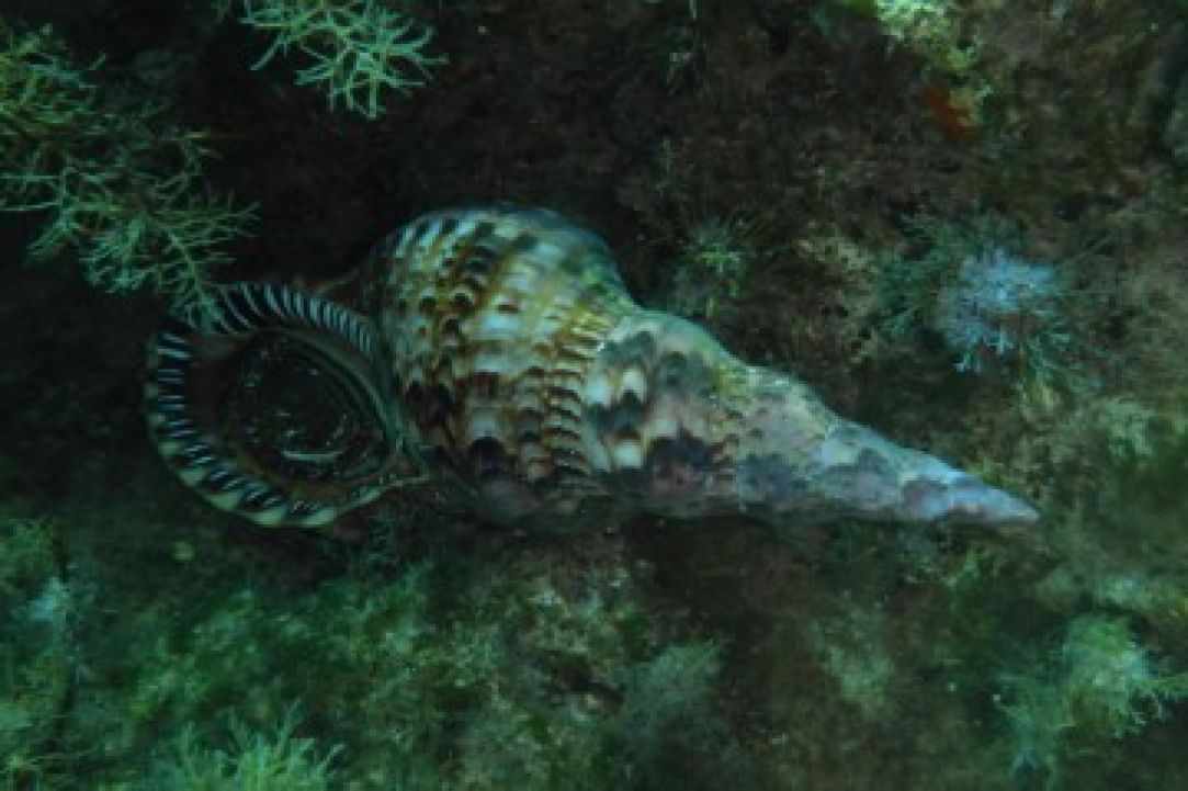 Dive site  at Cyprus