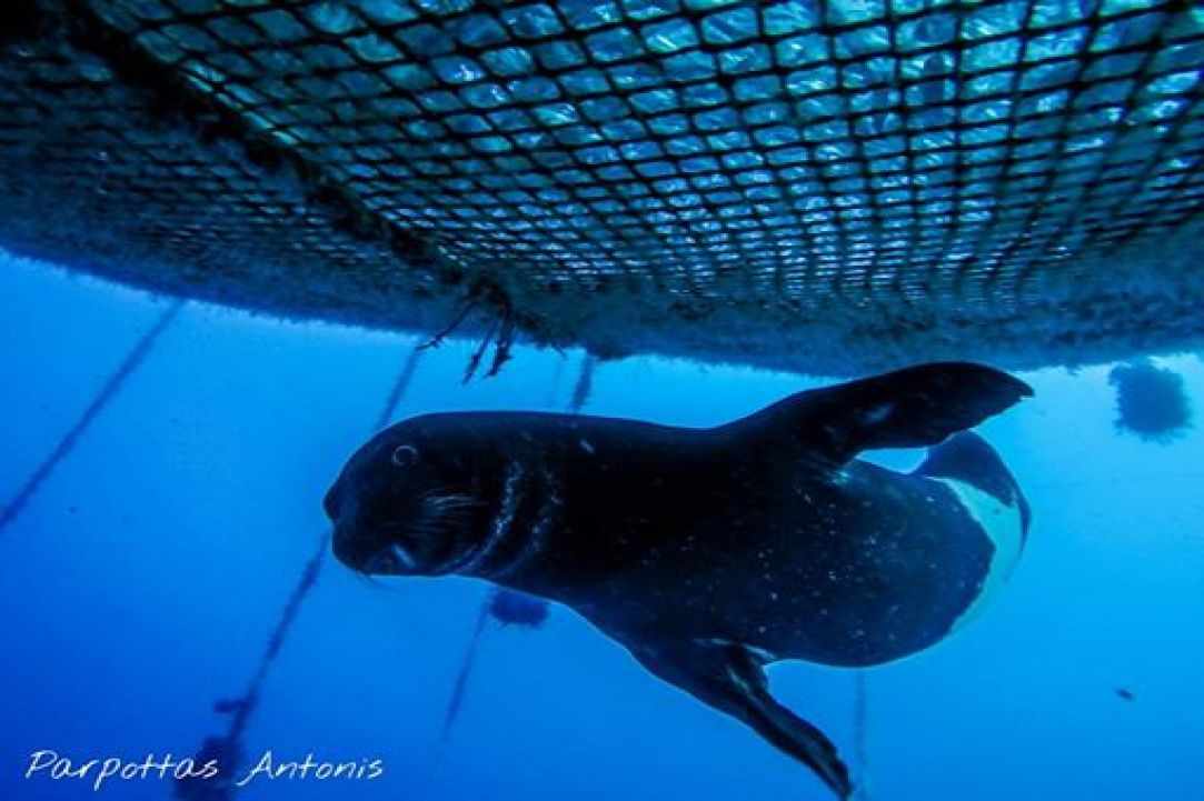 Seal in Cyprus?