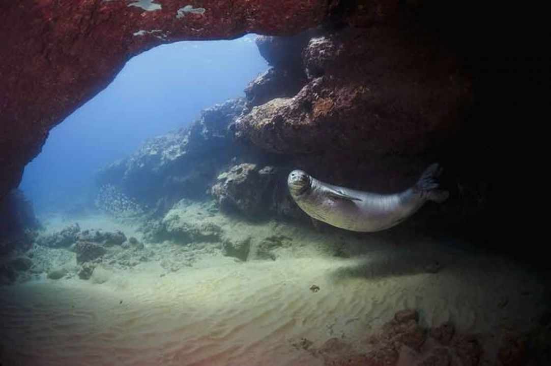 Seal in Cyprus?
