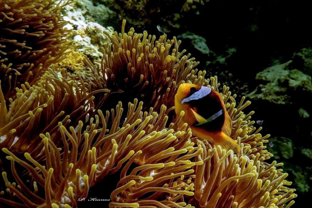 PADI Women's Dive Day 2017