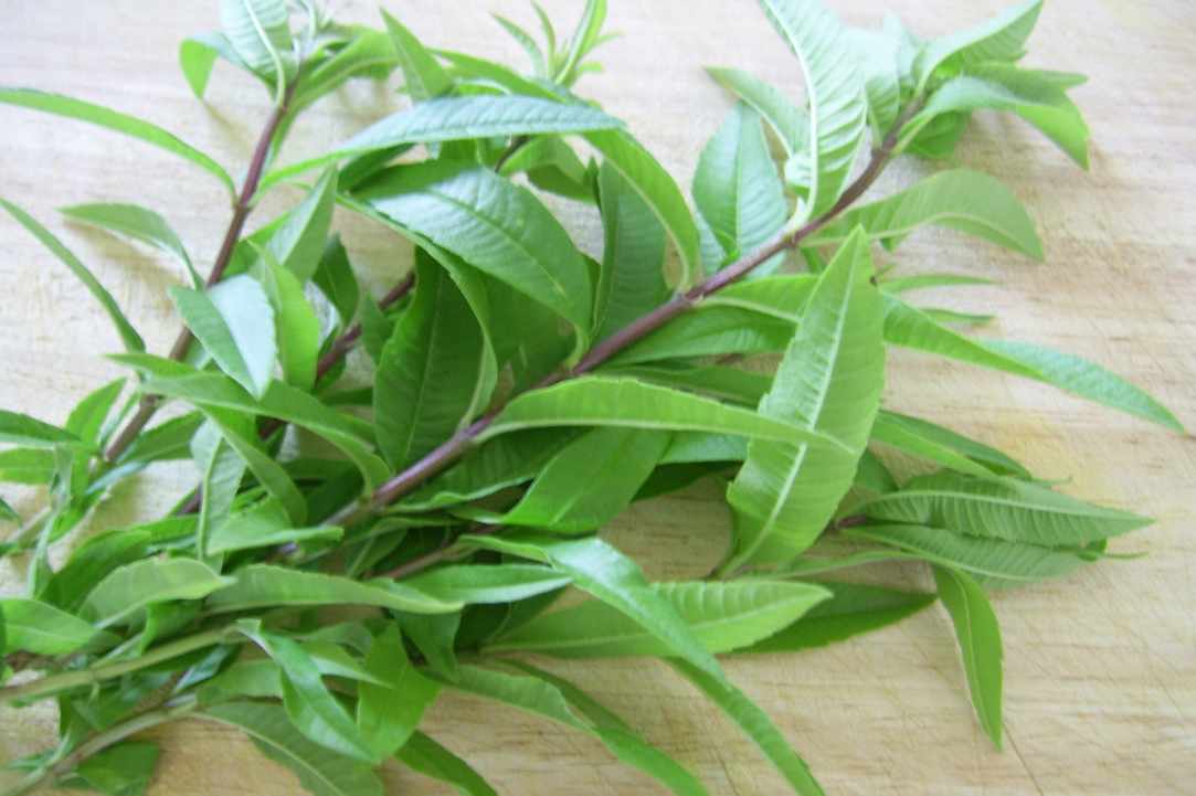 Luisa or lemongrass