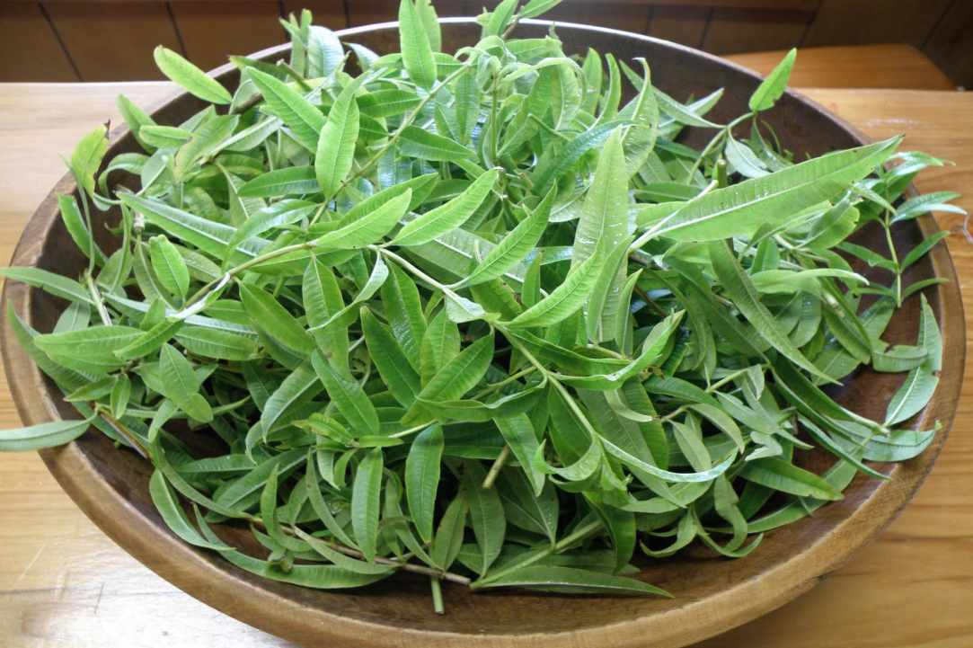Luisa or lemongrass