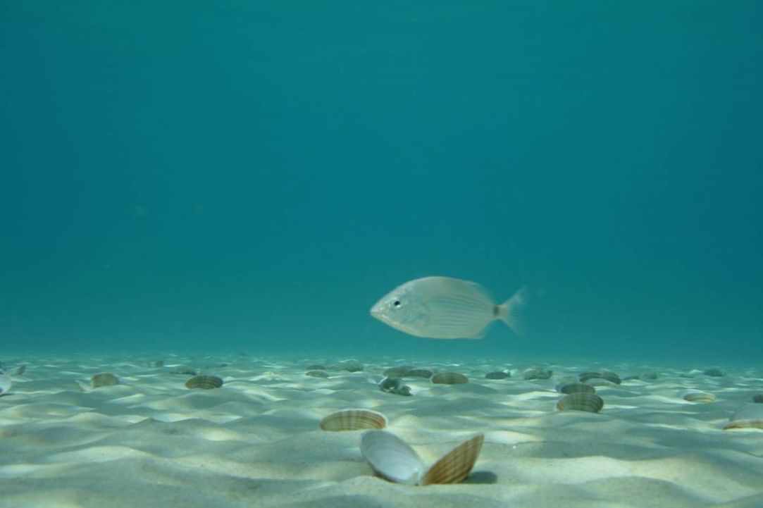 Dive site  at Cyprus