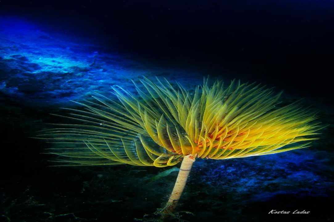Night Dive