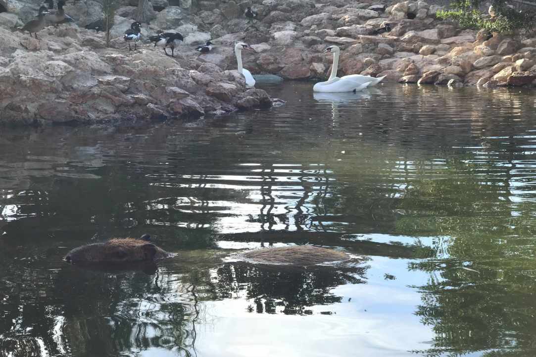 An amazing place with birds and animals from all over the world
