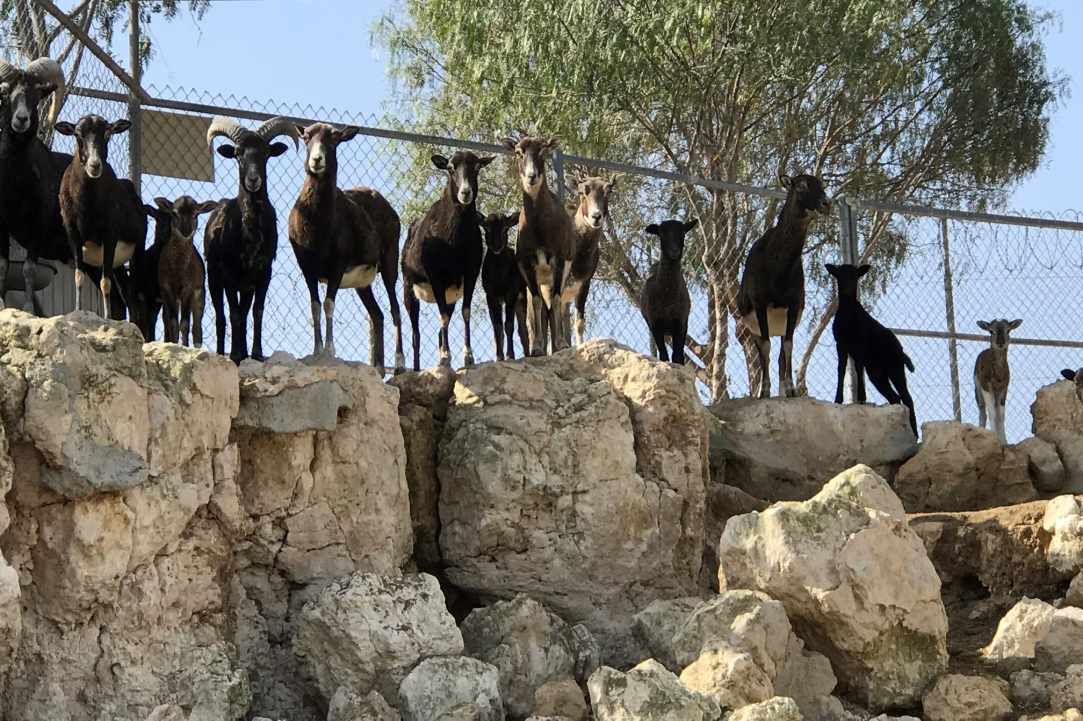 An amazing place with birds and animals from all over the world