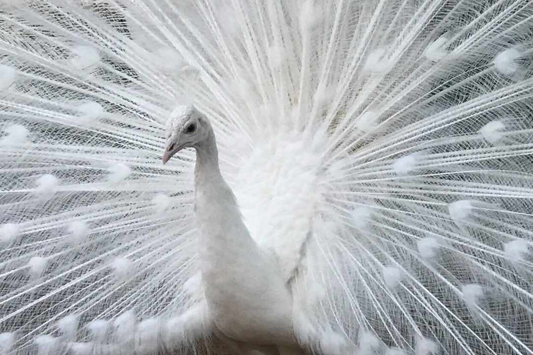 An amazing place with birds and animals from all over the world