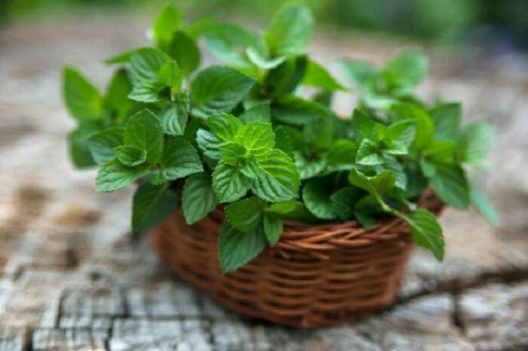 Τα 5 αιθέρια έλαια που βοηθούν στην αντιμετώπιση της ναυτίας