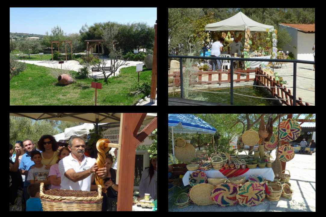 Olive Tree Day – At the olive park Oleastro in Anogyra 2019
