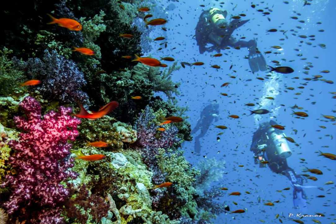 PADI Women's Dive Day 2017