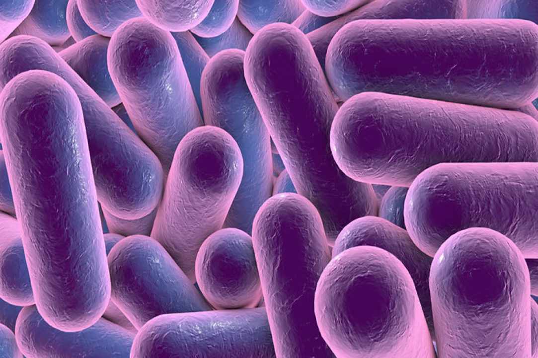 "Little Monsters" - Life under the microscope