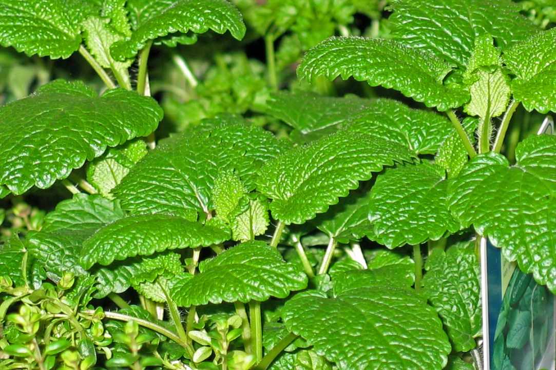 Herbs and Spices of Cyprus - more than 600 different types exist in Cyprus