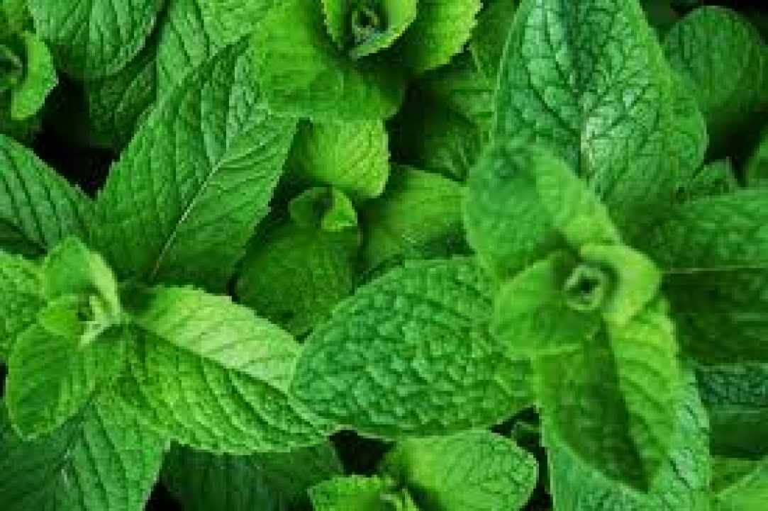 Herbs and Spices of Cyprus - more than 600 different types exist in Cyprus