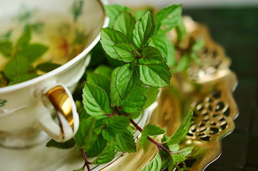 The aromatic mint