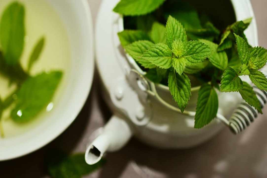 The aromatic mint