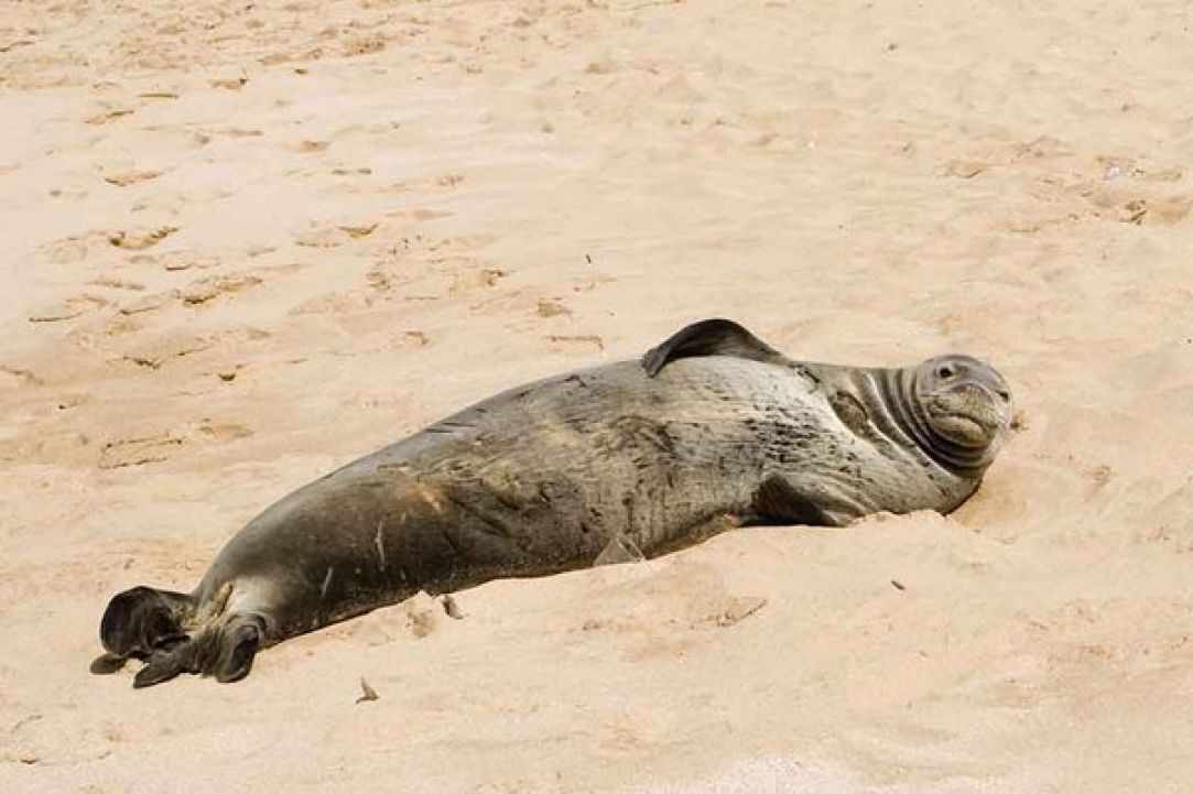 Seal in Cyprus?