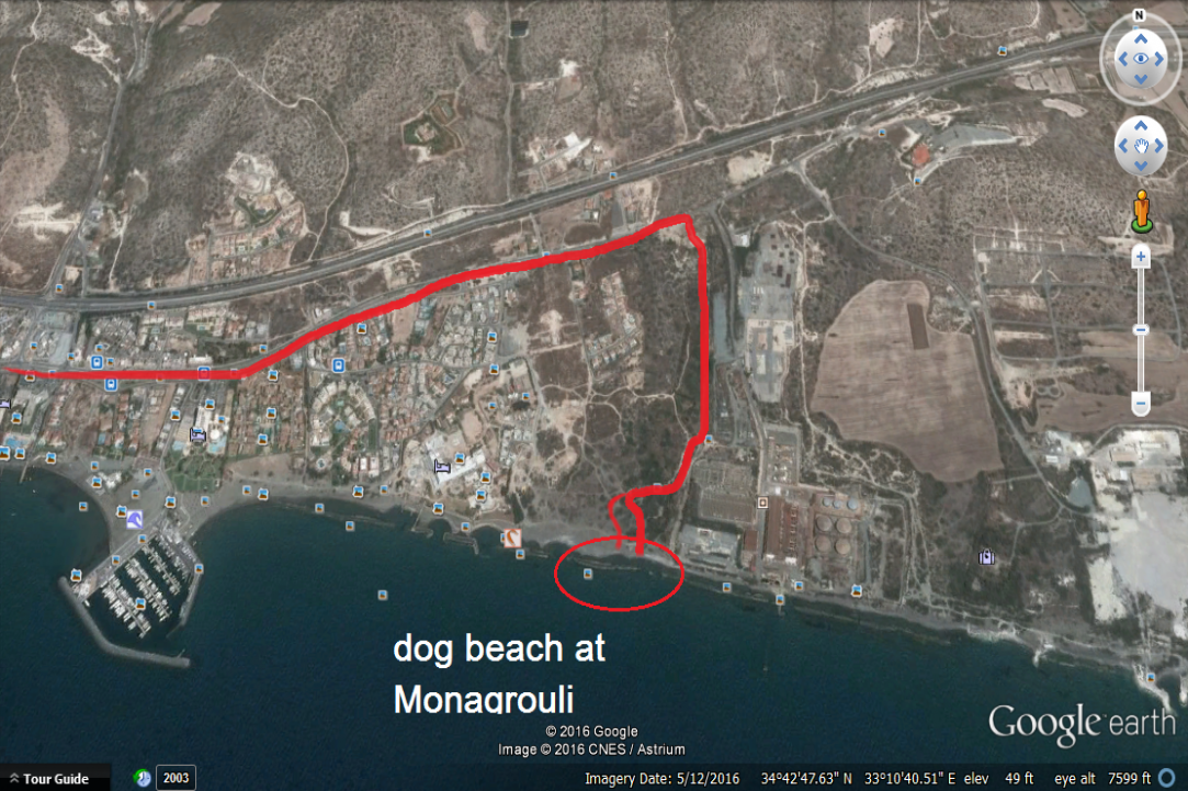 Dog Friendly Beaches in Cyprus