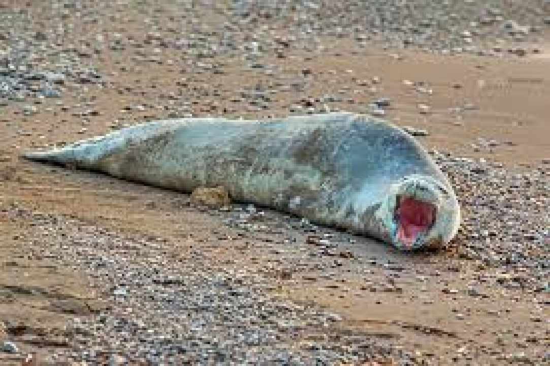 Seal in Cyprus?