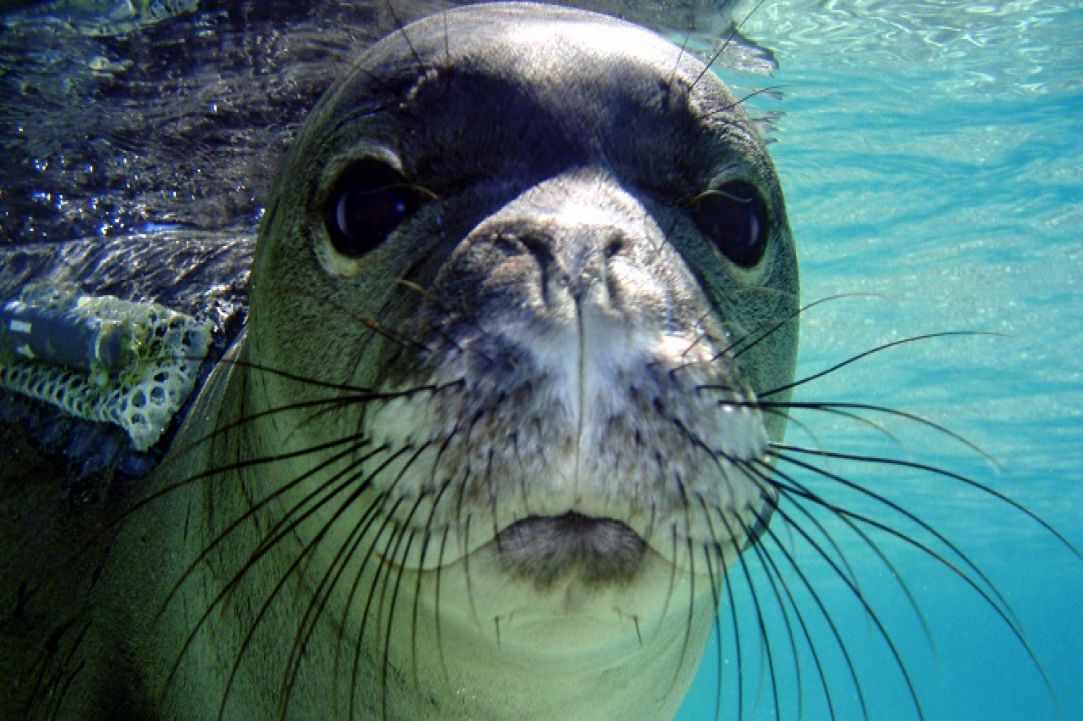 Seal in Cyprus?