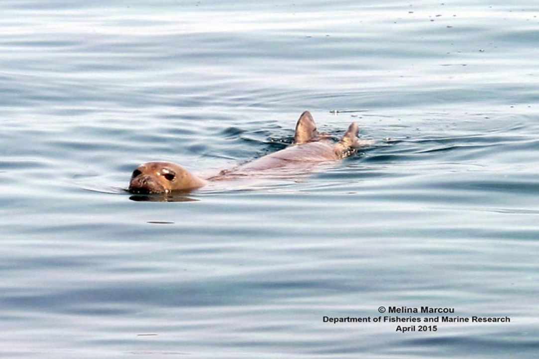 Seal in Cyprus?