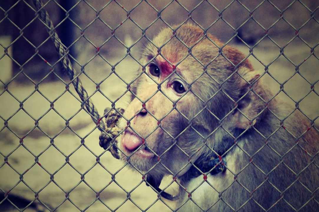 Animal welfare in Cyprus