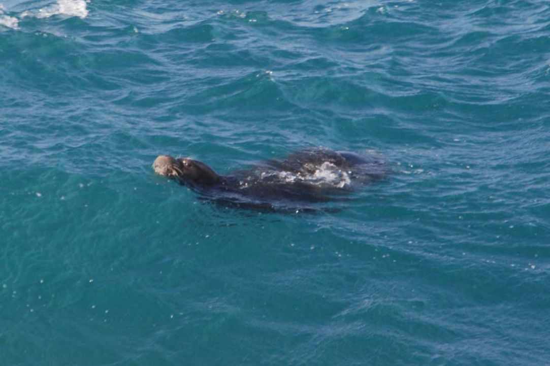 Seal in Cyprus?