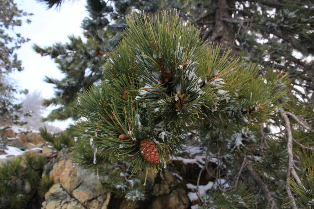 Snowy Mountains of Troodos