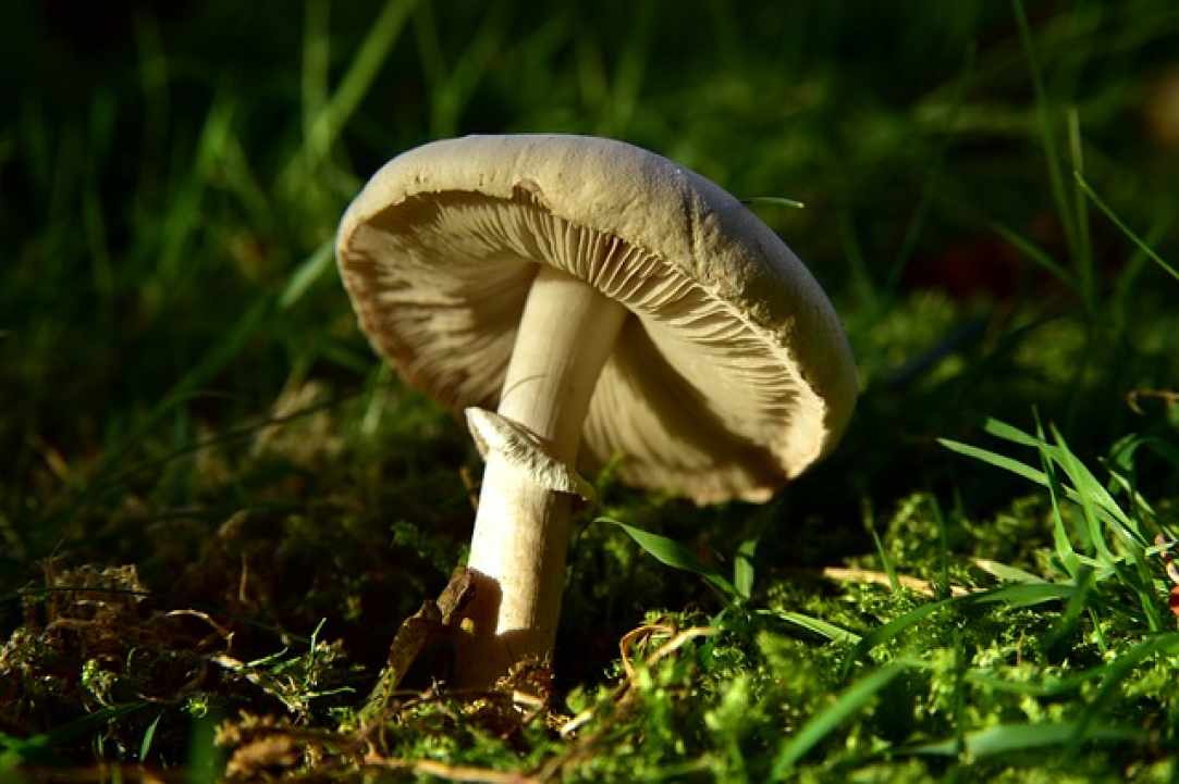 Τα μανιτάρια και οι θρεπτικές Ιδιότητές τους