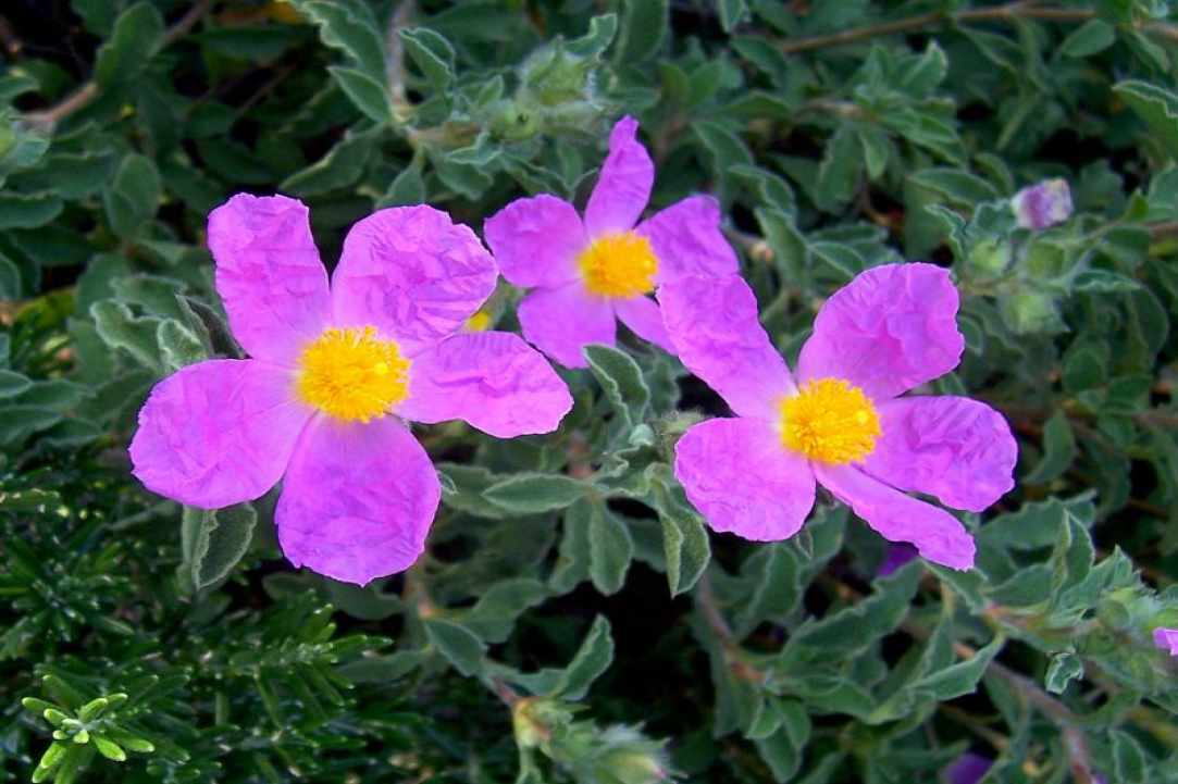 Cistus - Creticus